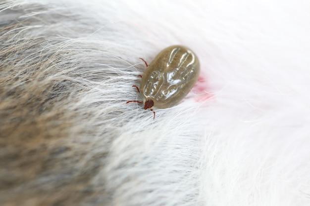 What is the symbiotic relationship between a tick and a dog? 