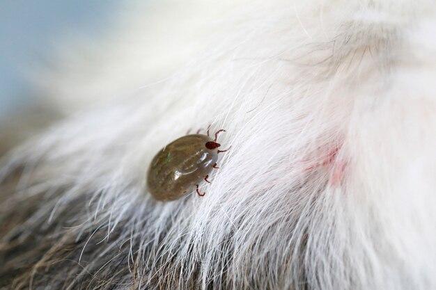 What is the symbiotic relationship between a tick and a dog? 