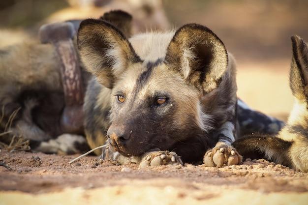 How many babies does a African wild dog have? 