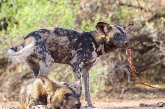 How many babies does a African wild dog have? 