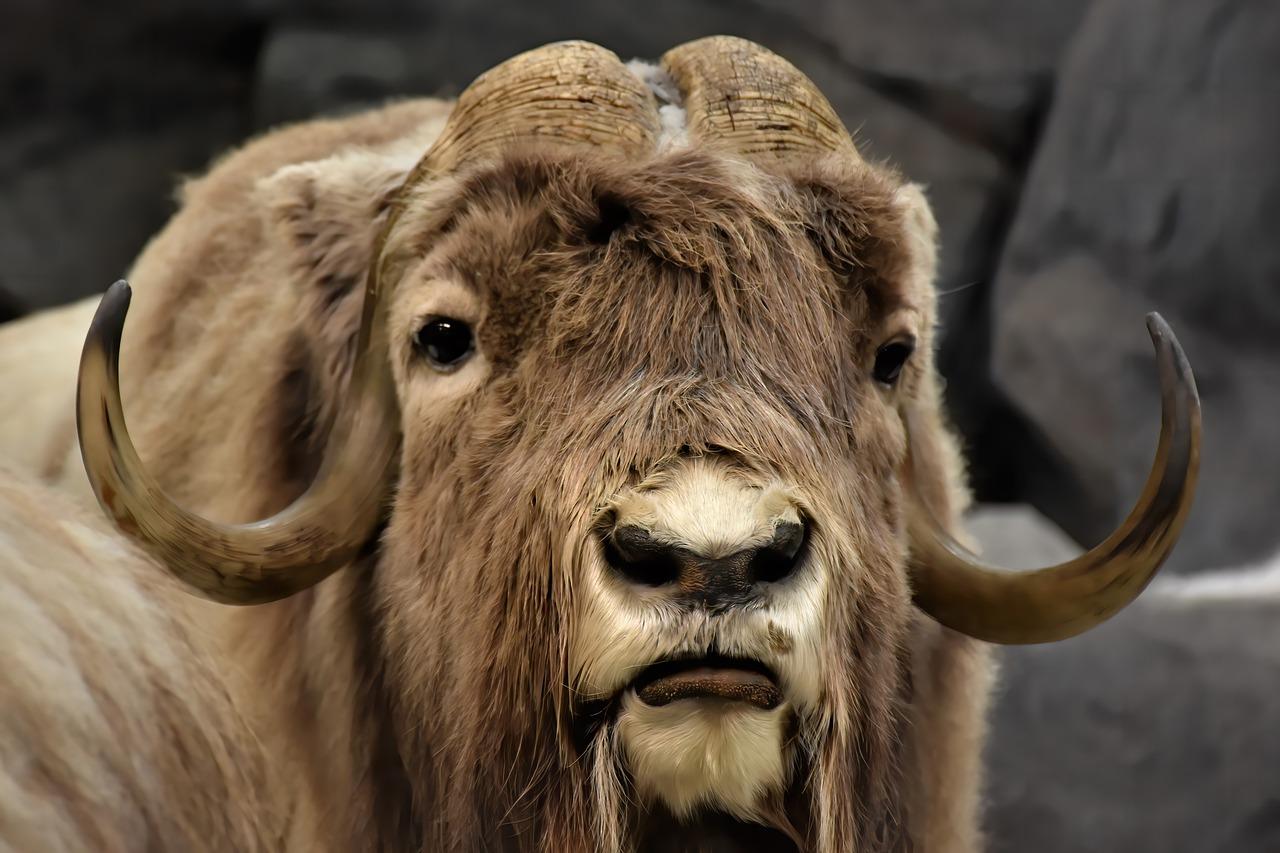 What are the predators of the musk ox? 