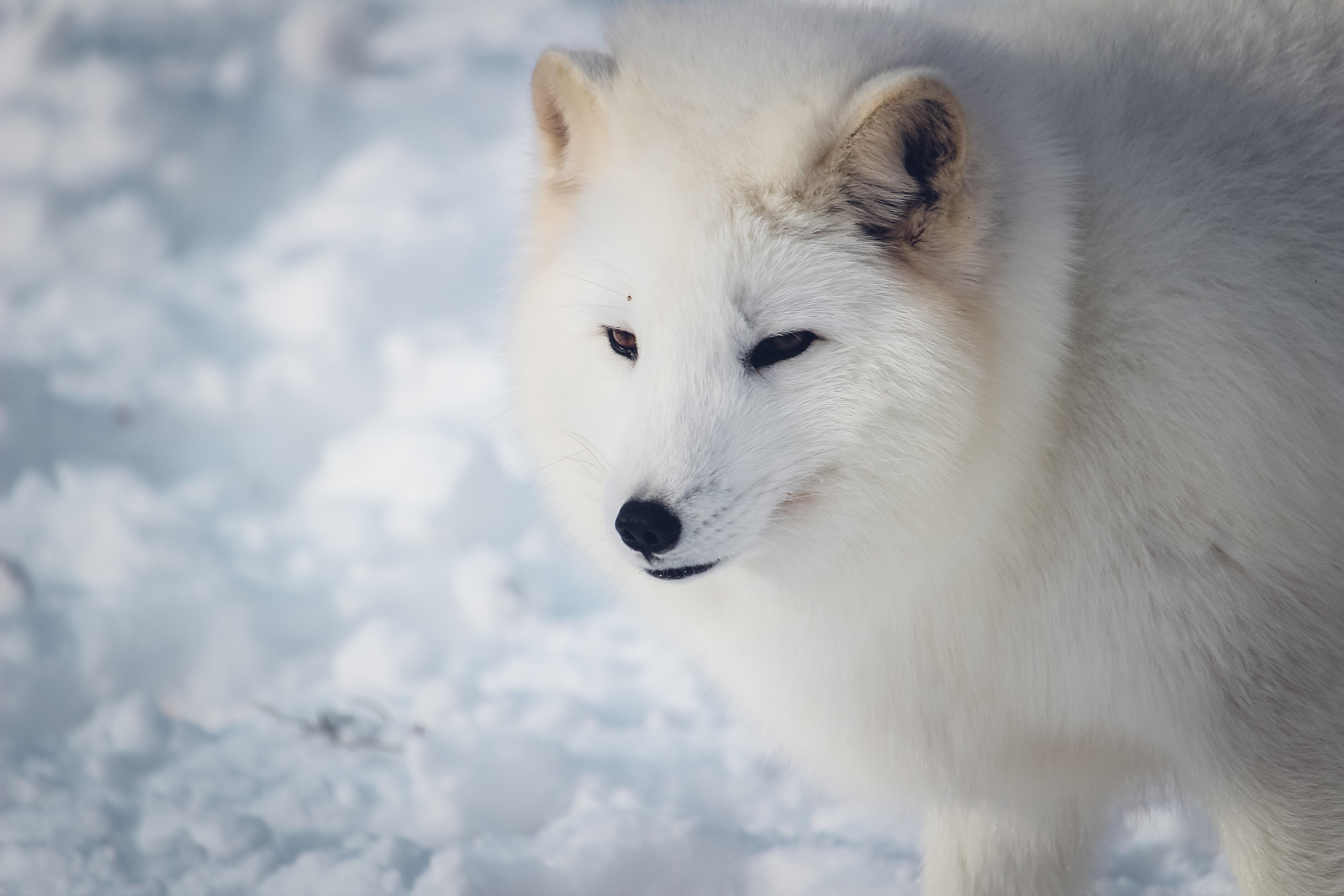 What omnivores are in the Arctic? 