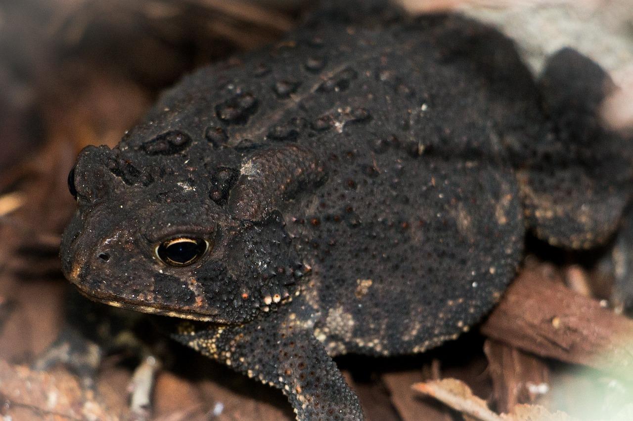 Are American toads omnivores? 