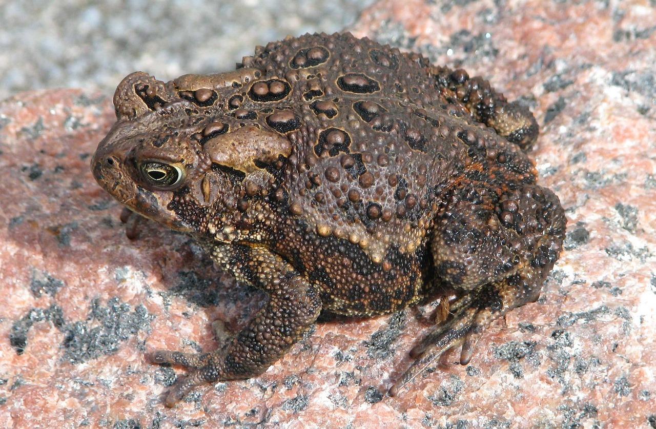 Are American toads omnivores? 