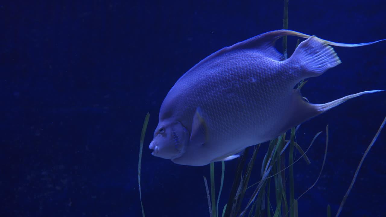 Are angel fish good to eat? 