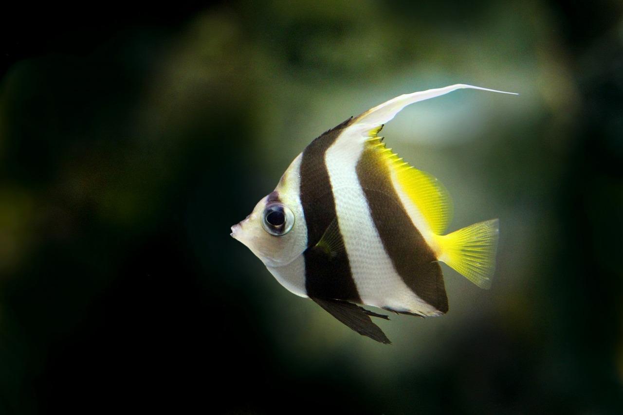 Are angel fish good to eat? 