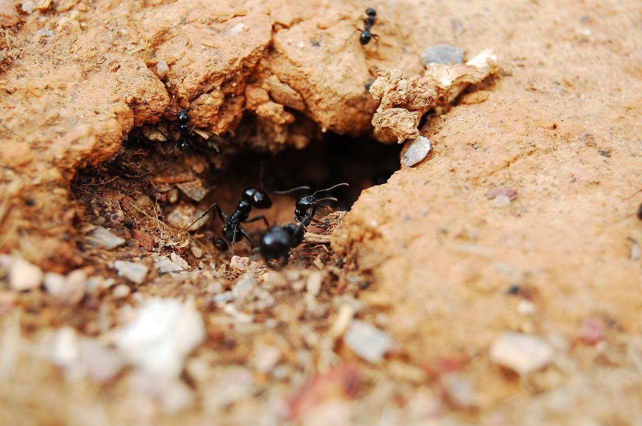 Are ants vertebrate? 