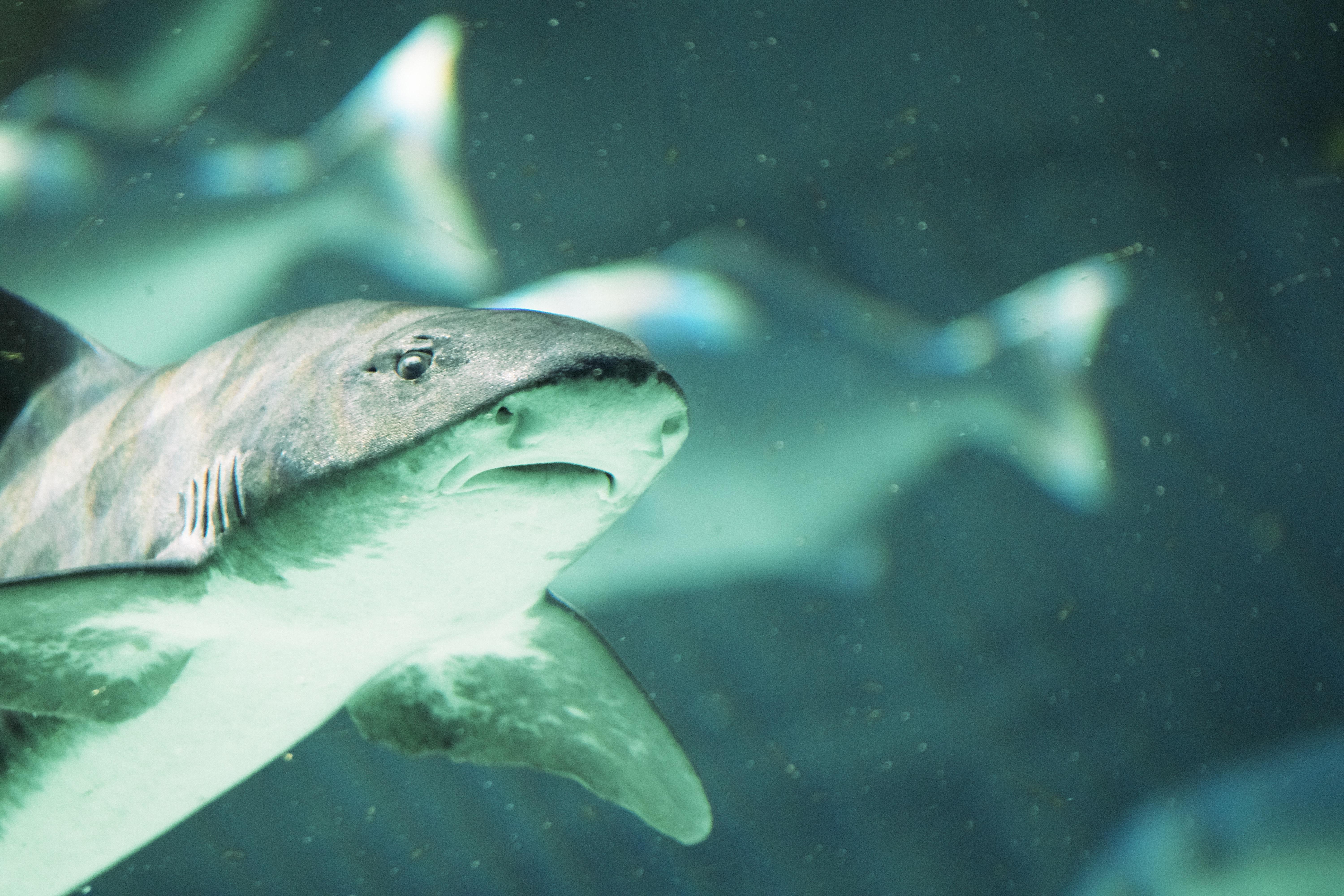Are bonnet sharks dangerous? 