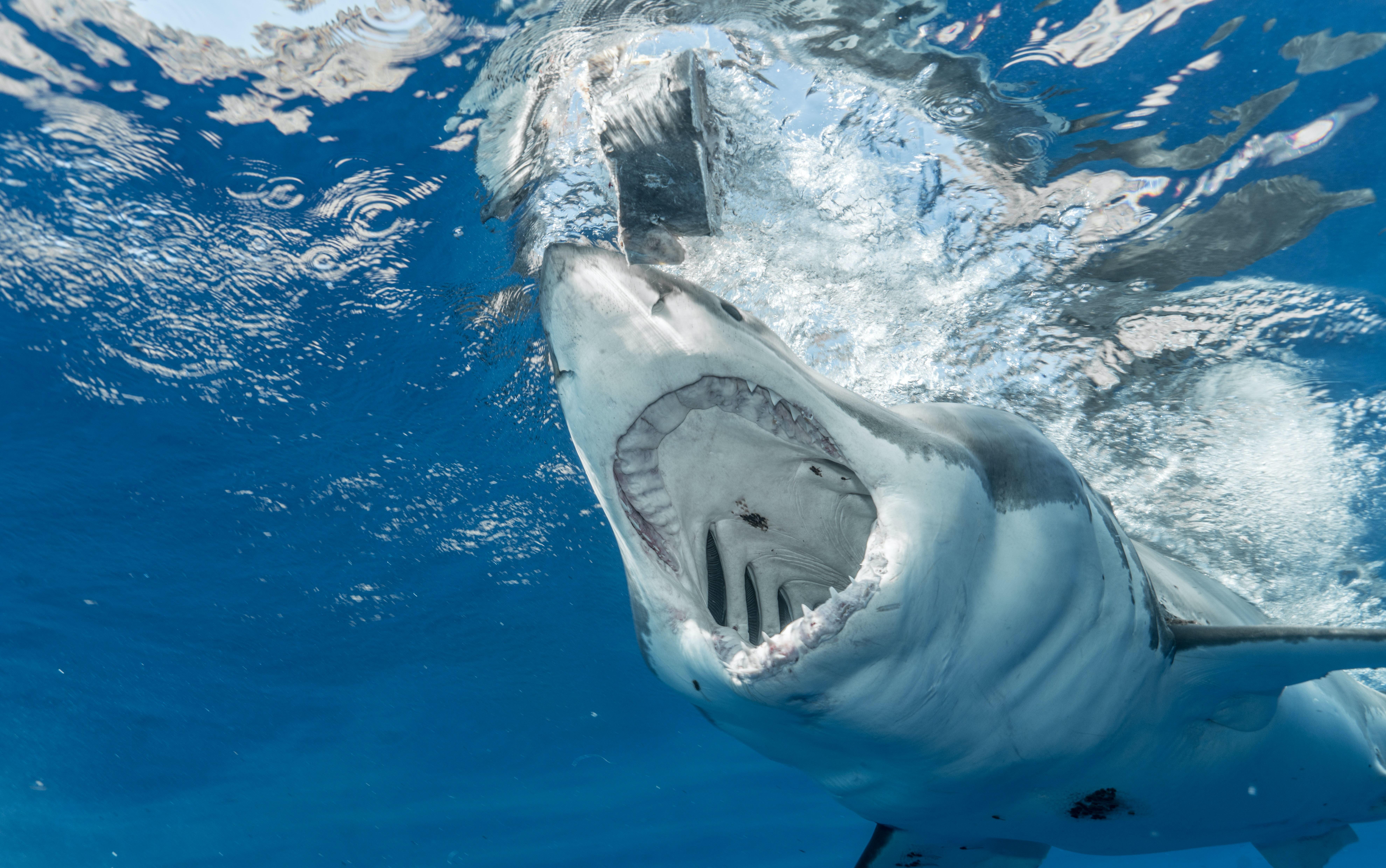 Are bonnet sharks dangerous? 