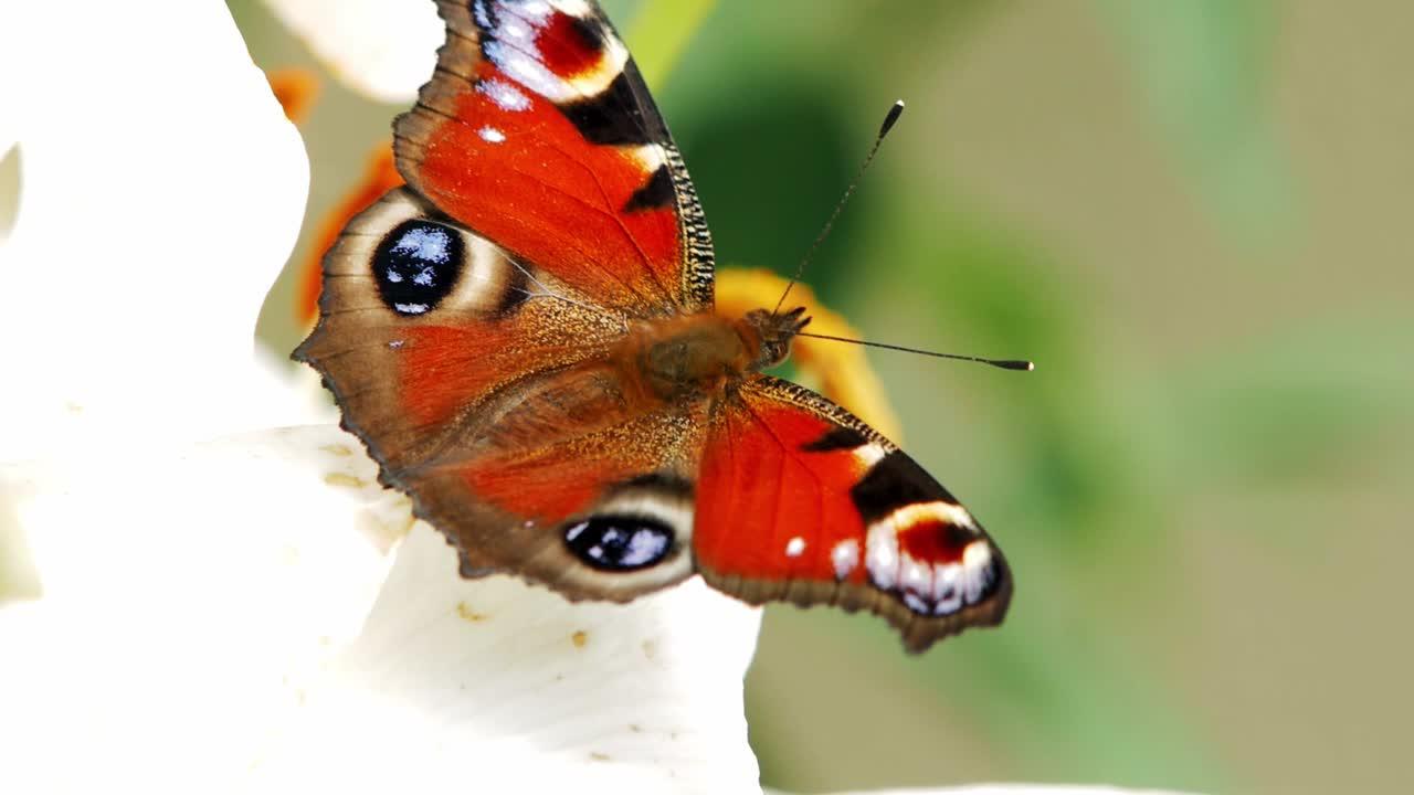 Are butterflies herbivores? 