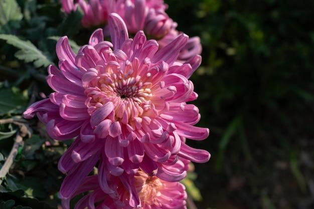 Are chrysanthemums toxic to humans? 