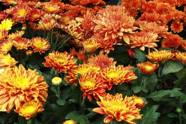 Are chrysanthemums toxic to humans? 