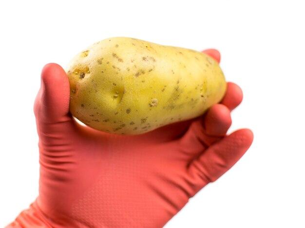 Are colored potatoes genetically modified? 