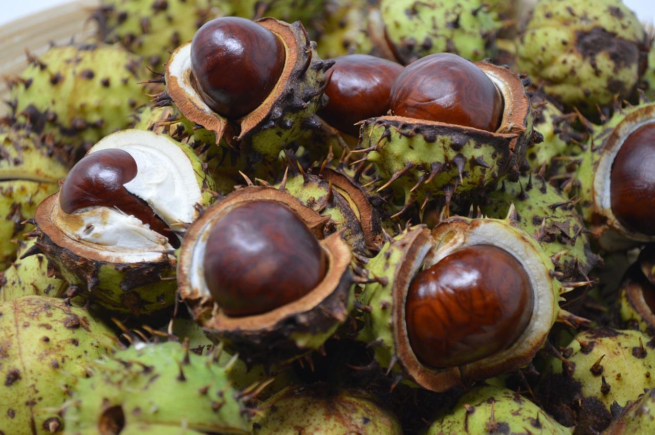Are conkers poisonous for horses? 