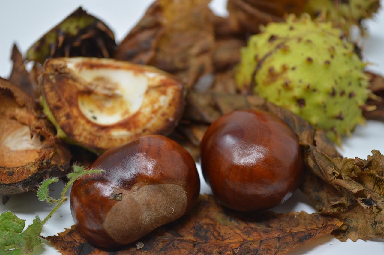 Are conkers poisonous for horses? 