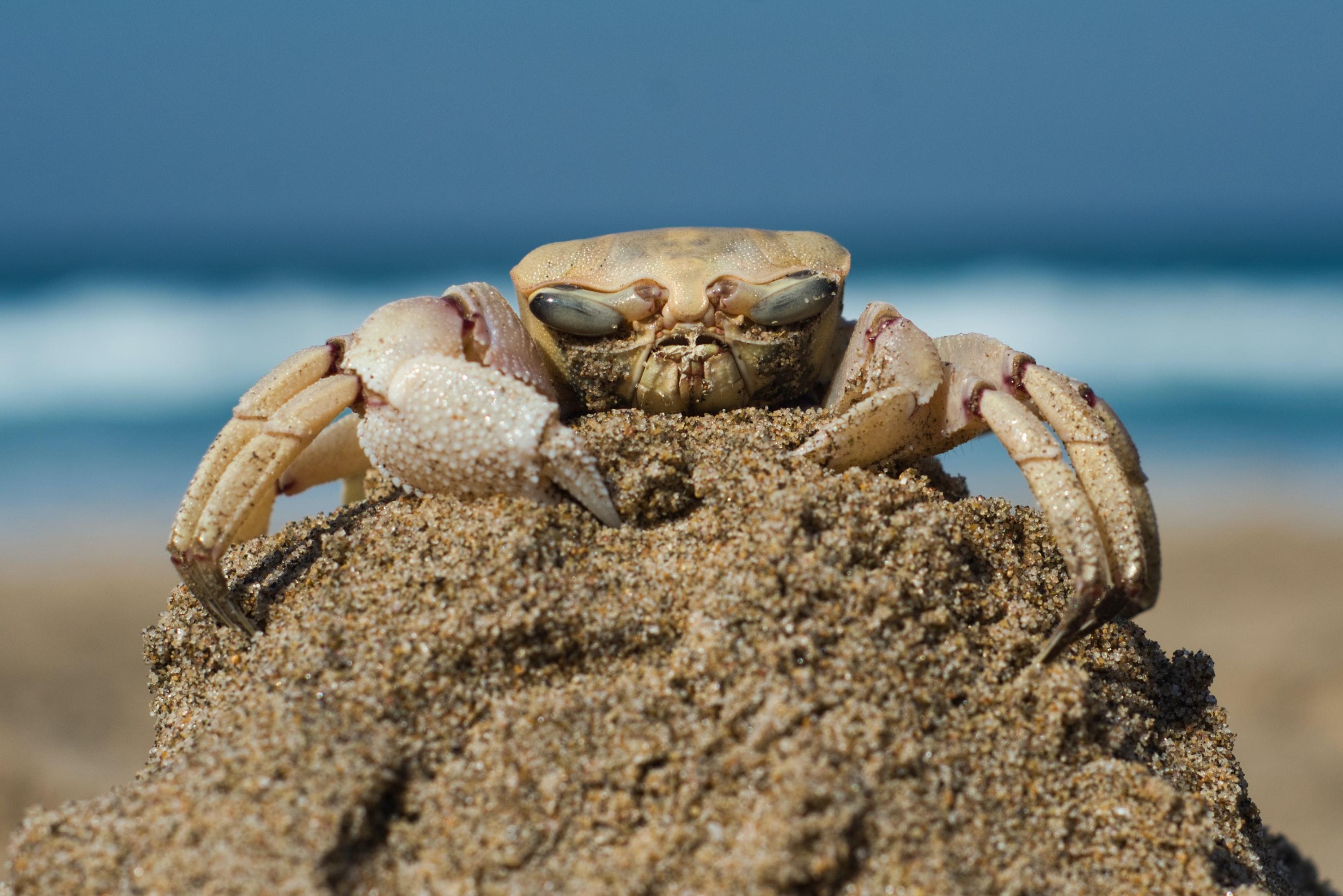 Are crabs primary consumers? 