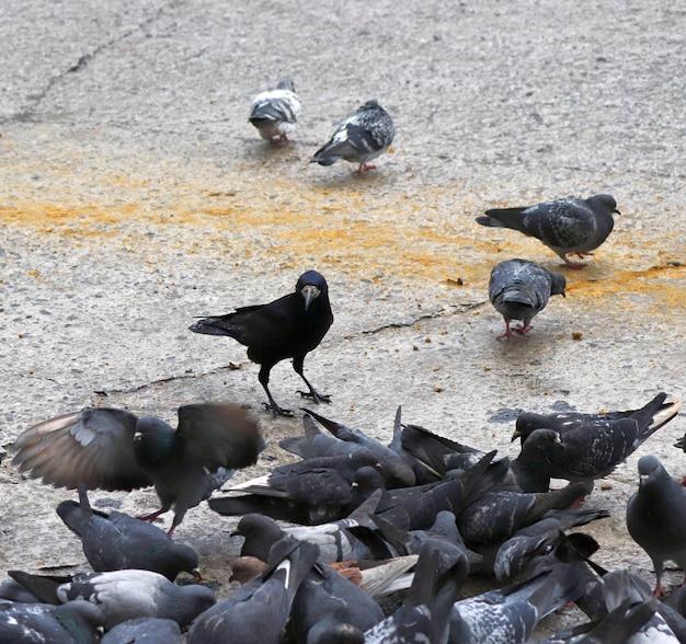 Are crows afraid of pigeons? 