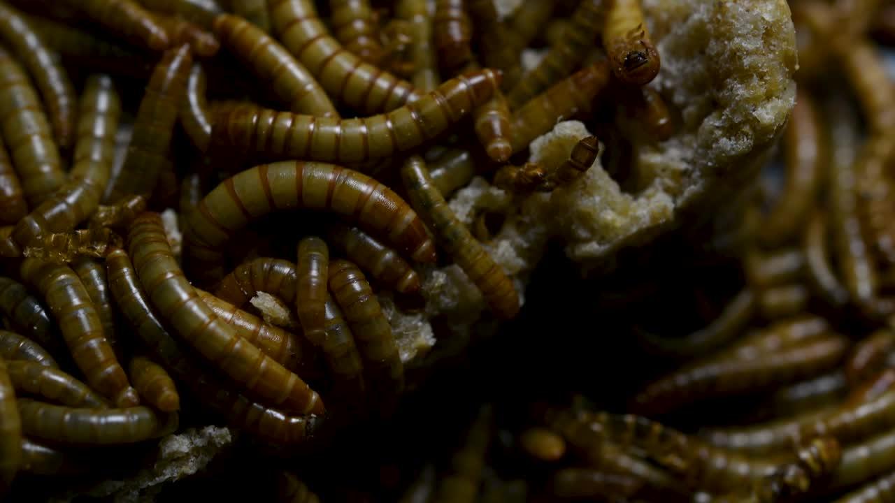 Are earthworms and mealworms related? 