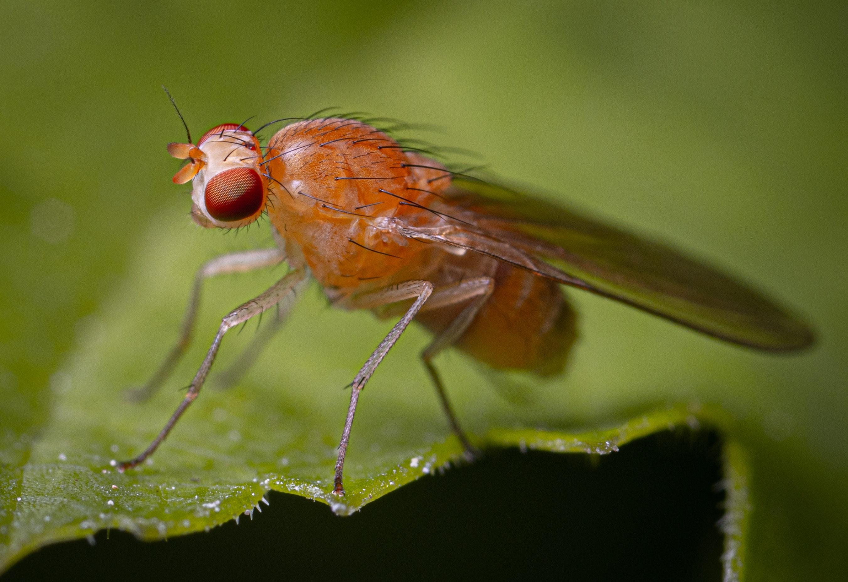 Are fruit flies asexual? 