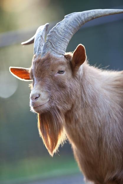 Are goats omnivores or carnivores? 
