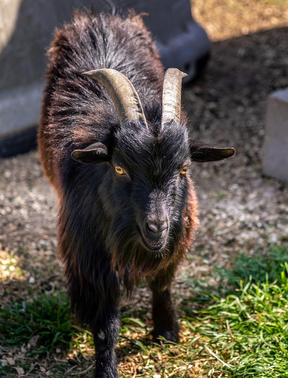 Are goats omnivores or carnivores? 