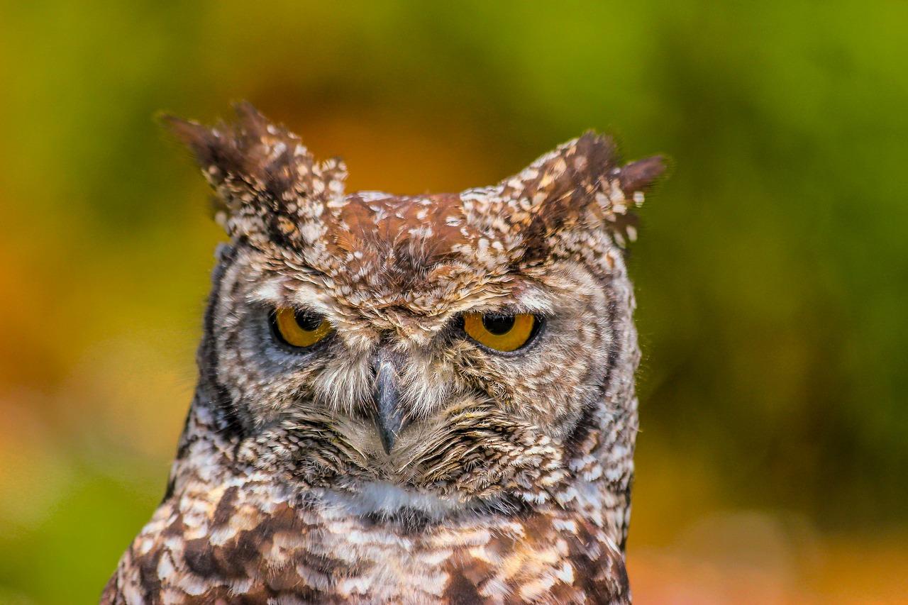 Are great horned owls protected species? 