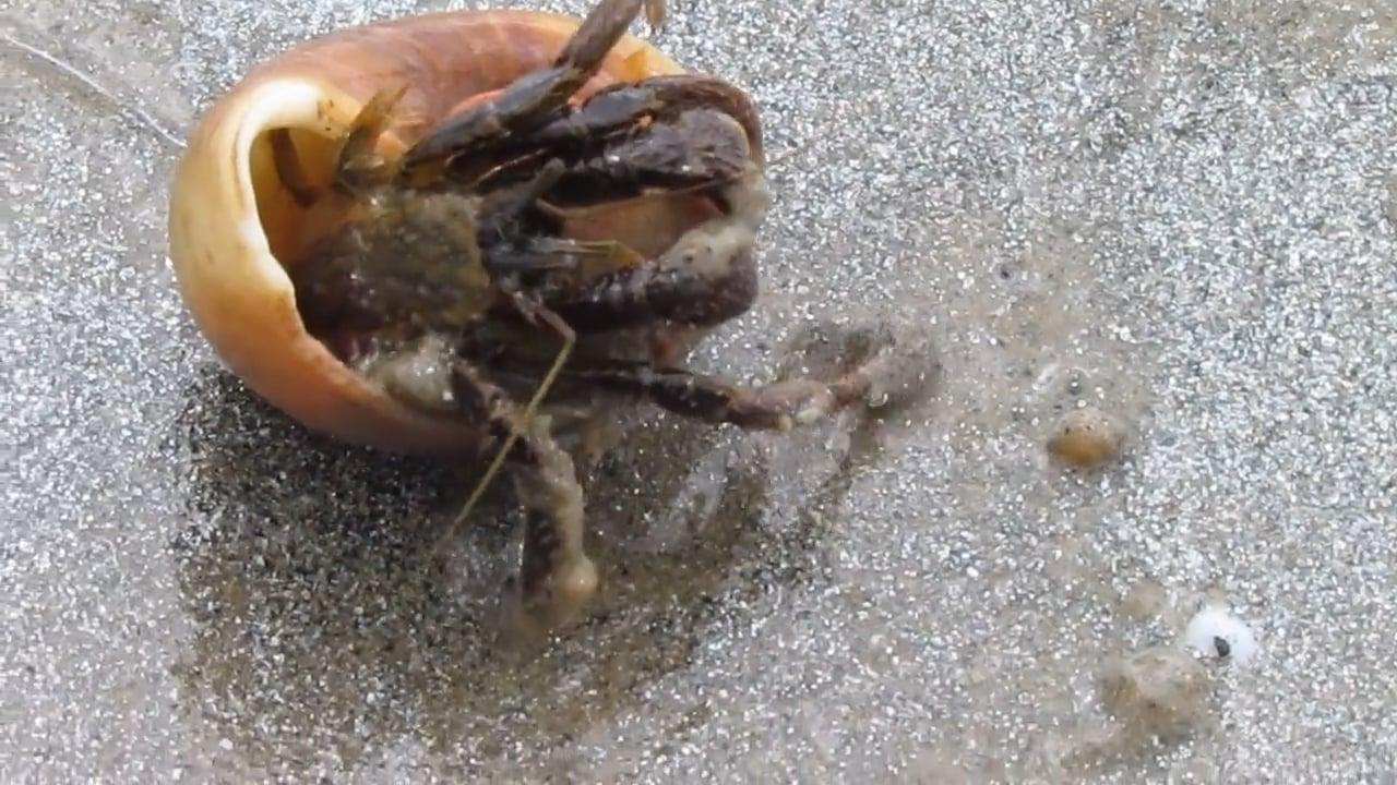 Are hermit crab mites harmful to humans? 
