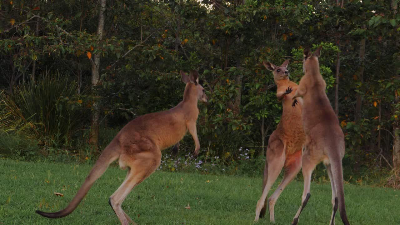 Are kangaroos aggressive to humans? 