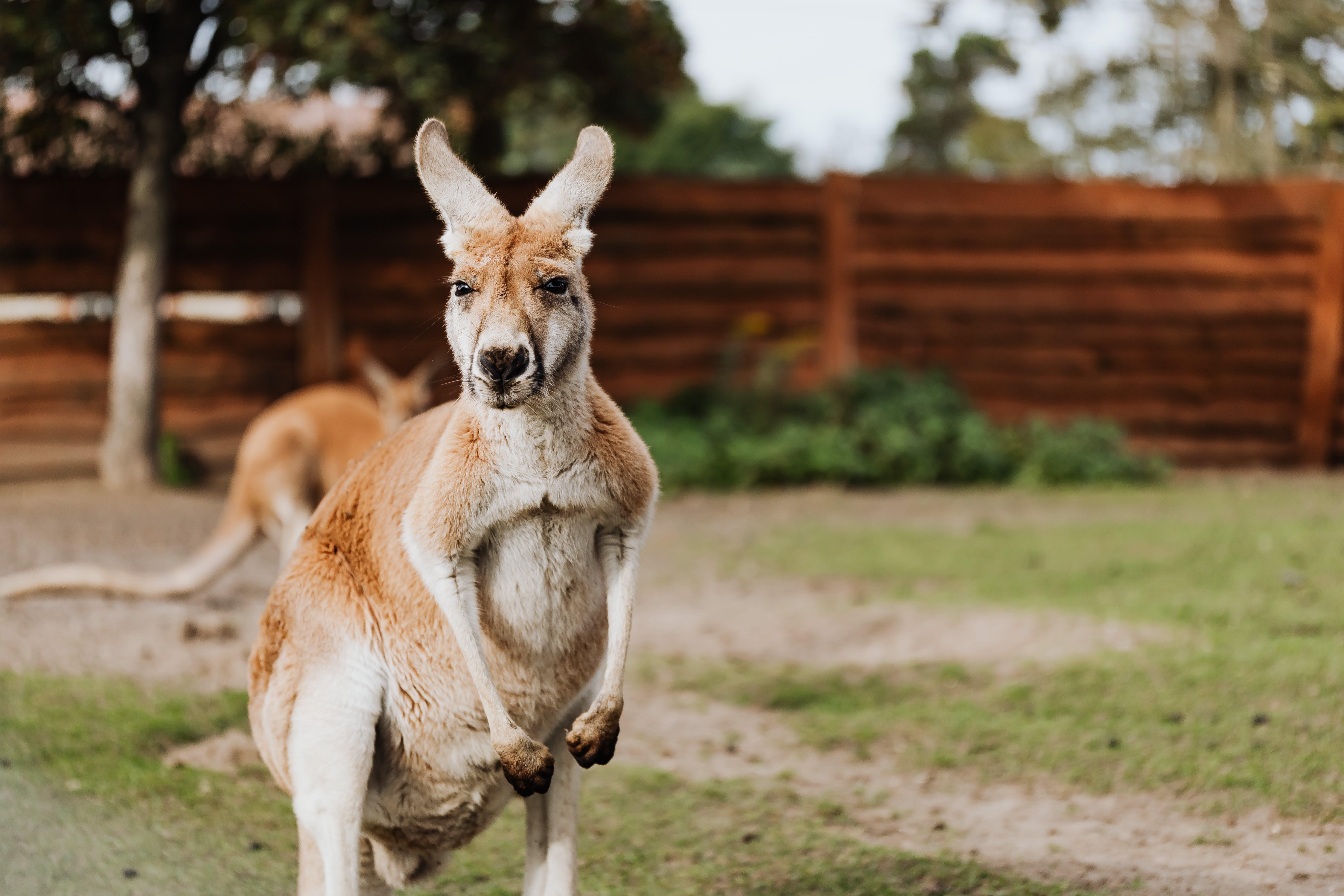 Are kangaroos aggressive to humans? 