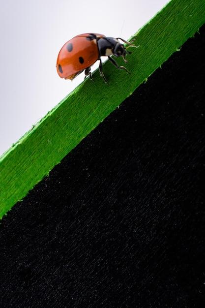 Does a ladybug have a backbone? 