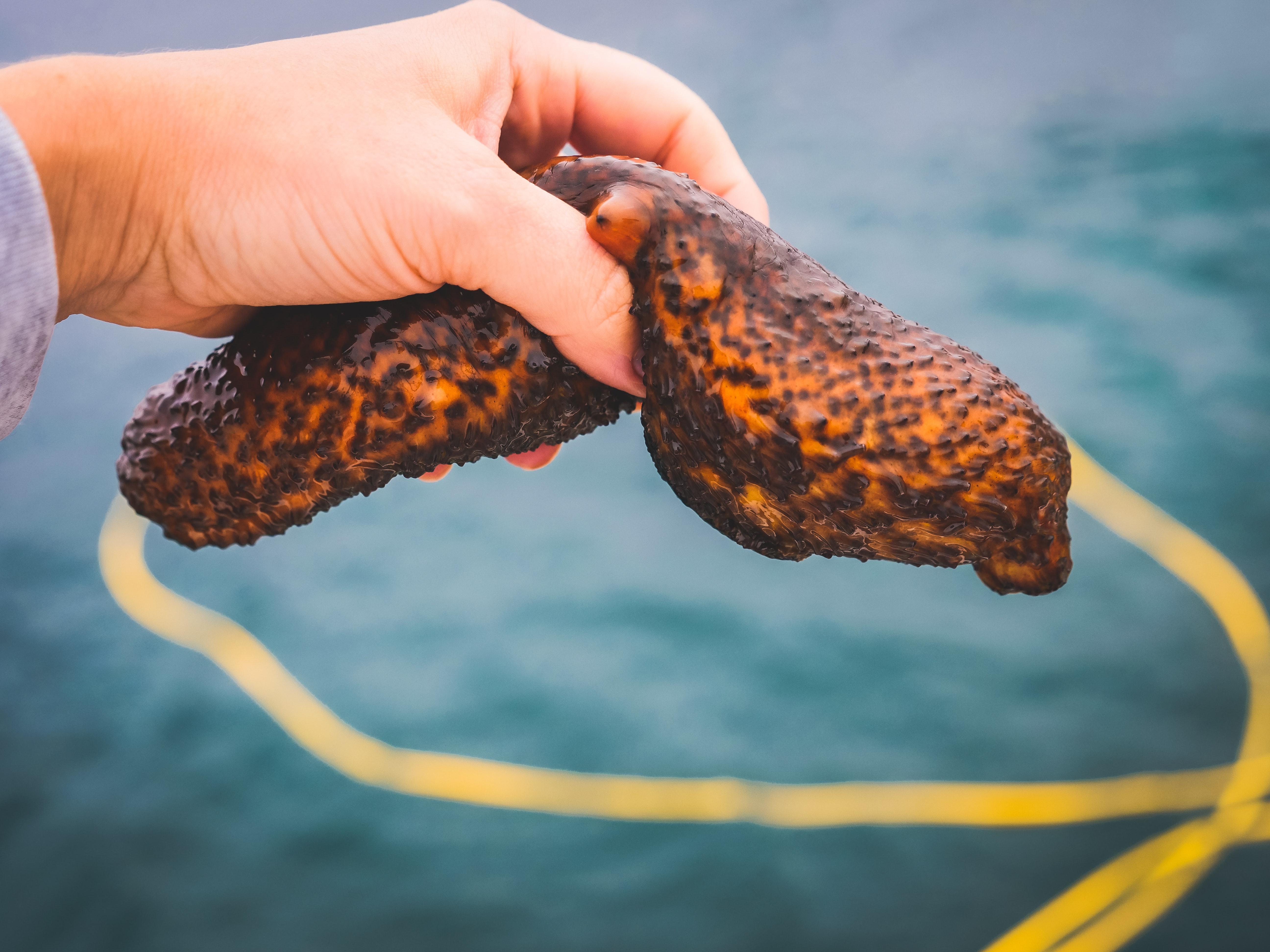 Are lamprey eels dangerous to humans? 