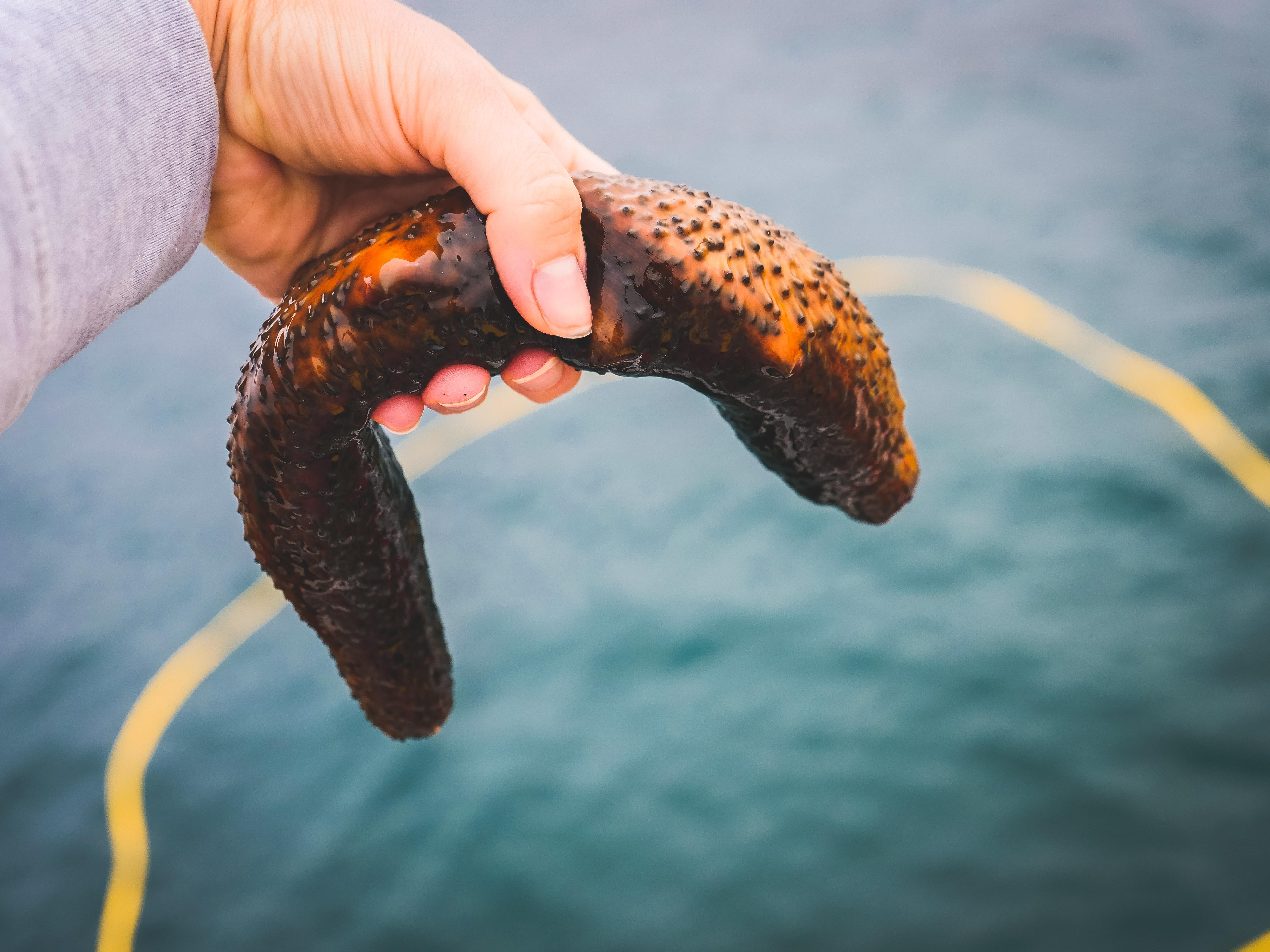Are lamprey eels dangerous to humans? 
