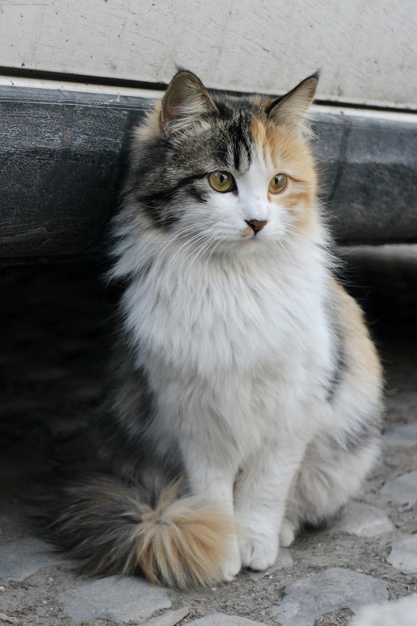 Are Norwegian Forest Cats talkative? 