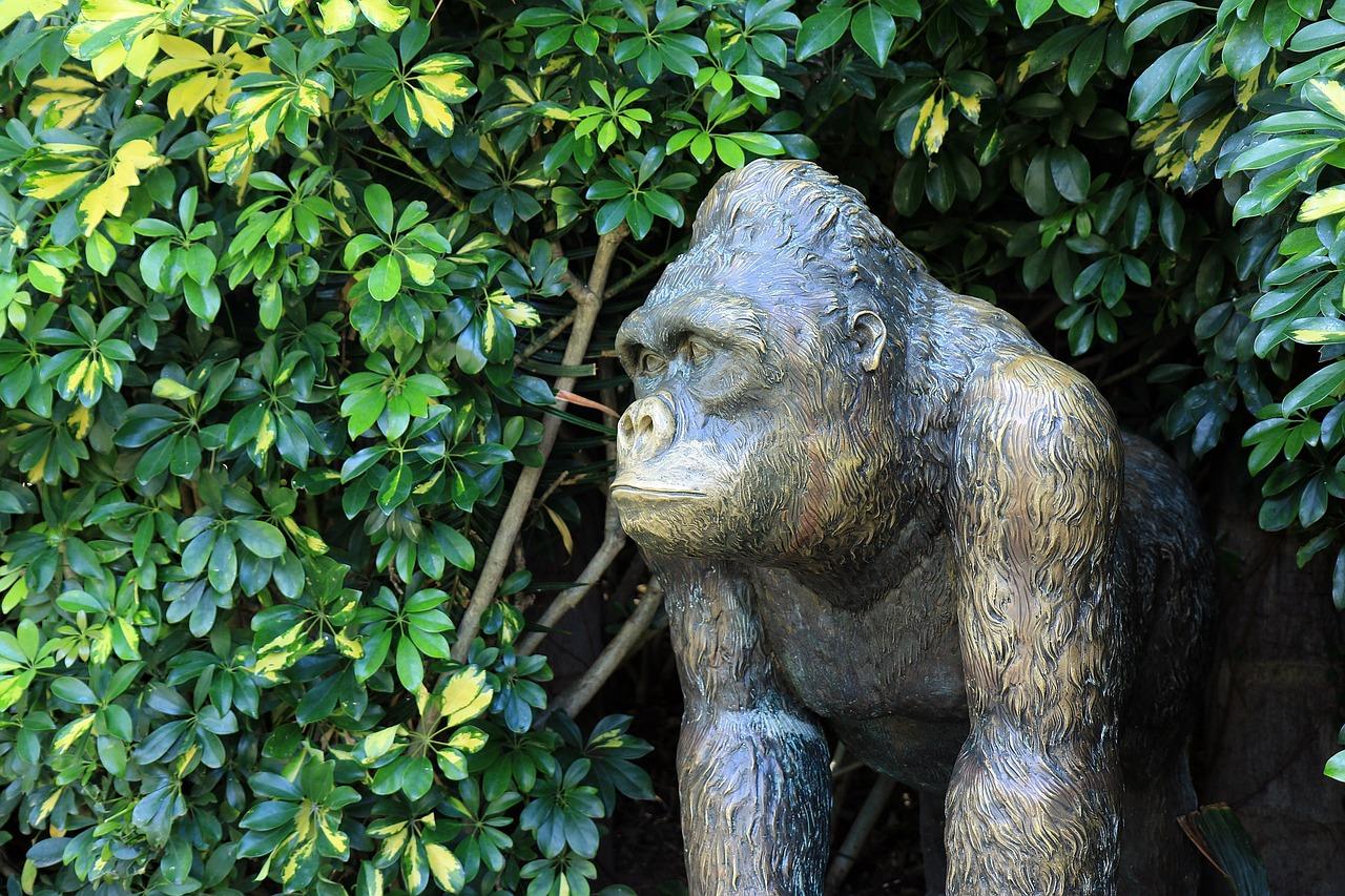 Are there gorillas in Hawaii? 