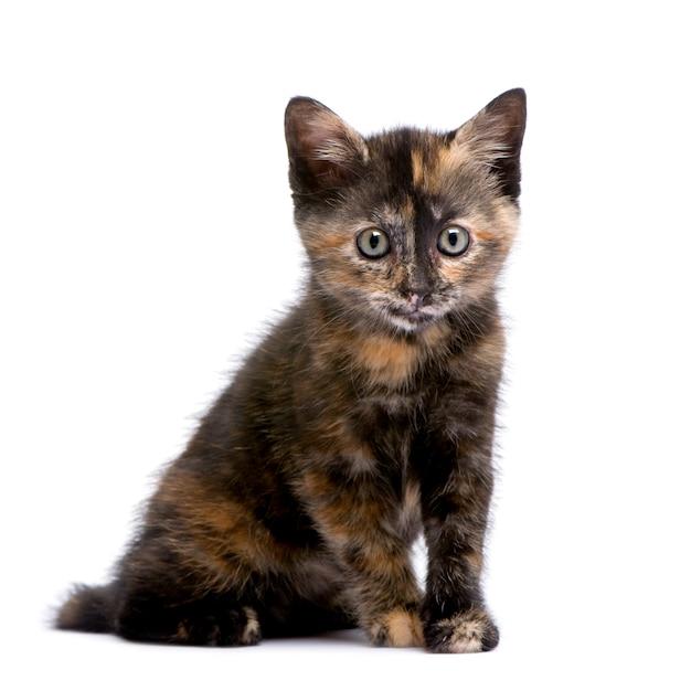 Are tortoiseshell cats affectionate? 