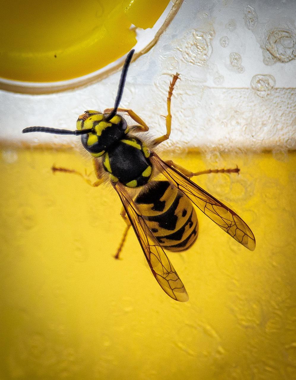 Are Yellow Jackets bees endangered? 