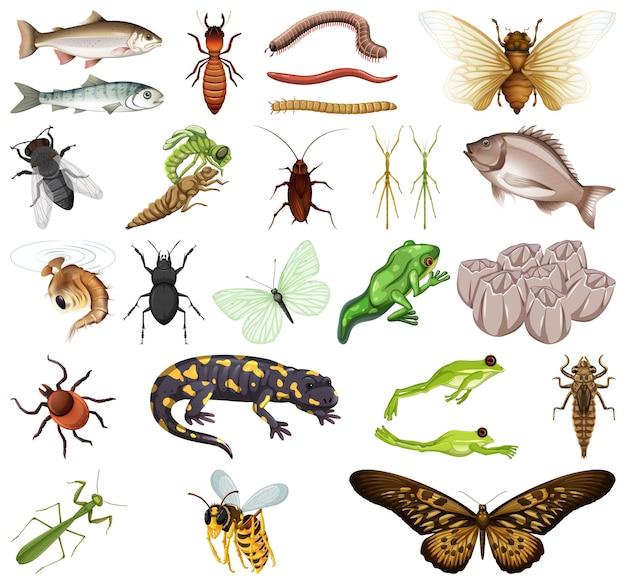 What do arthropods and echinoderms have in common? 