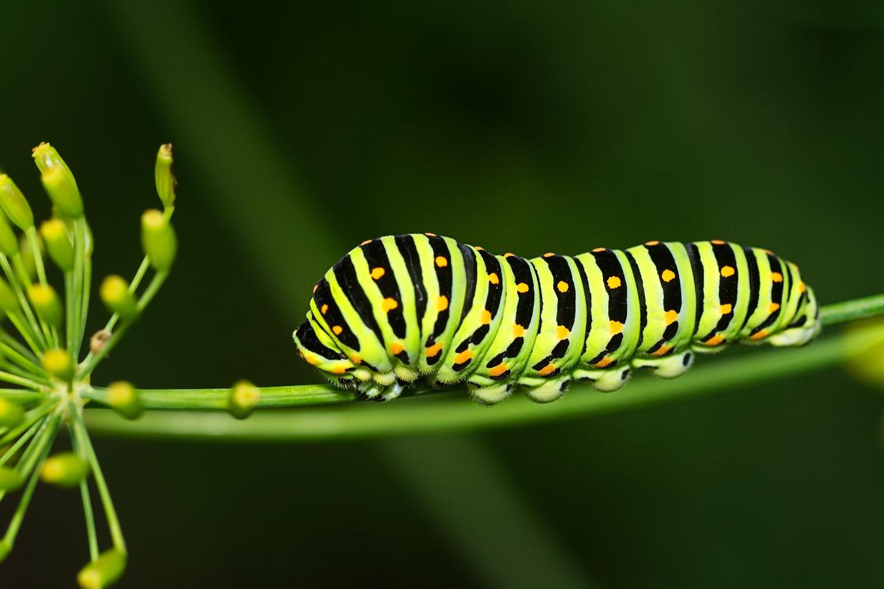 How do you attract caterpillars? 