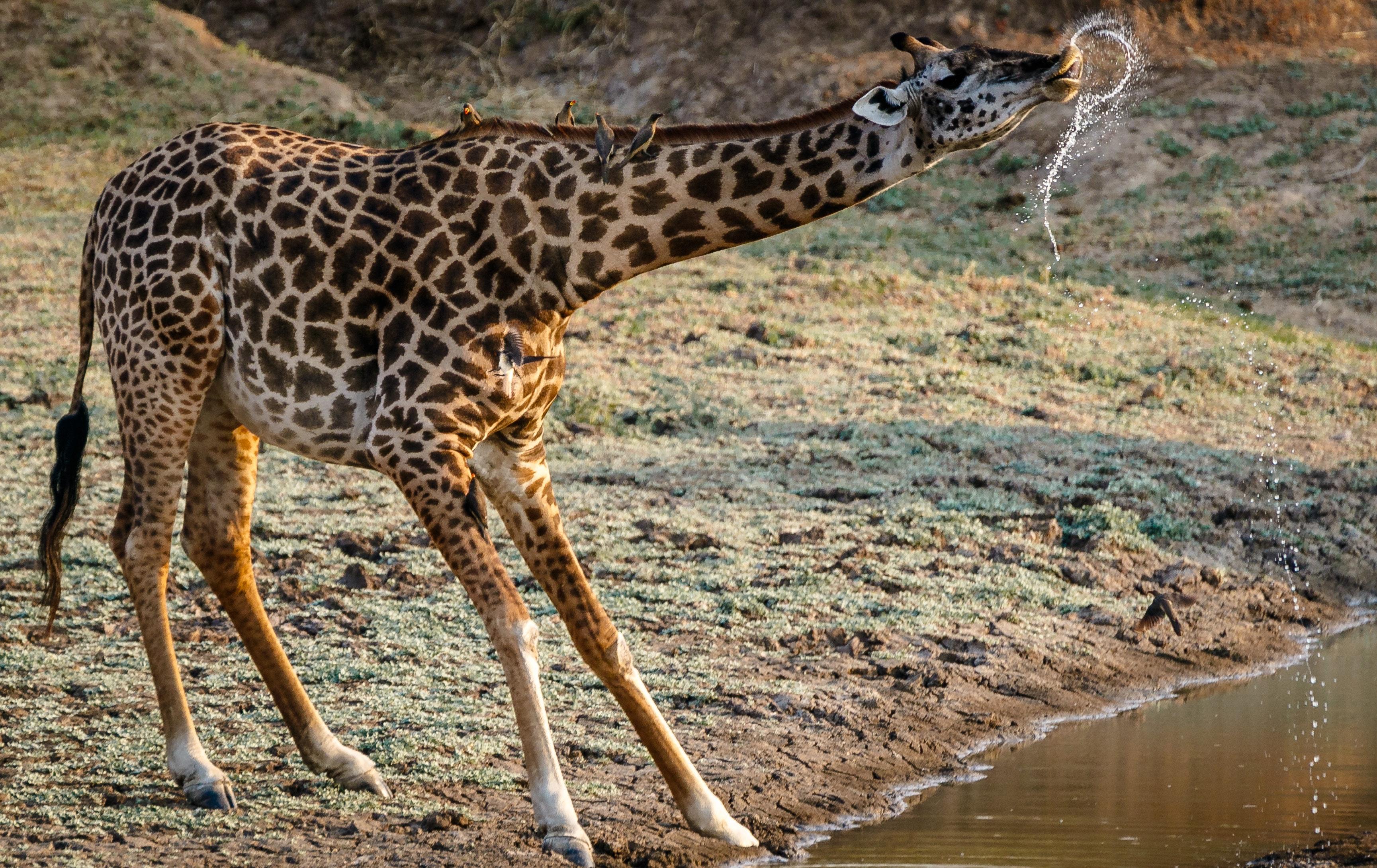 What are the behavioral adaptations of a giraffe? 