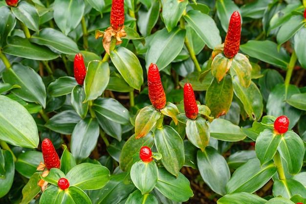 What are the benefits of Costus powder? 