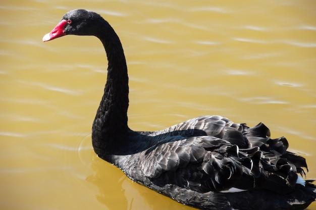 Is Black Swan based on a true story? 