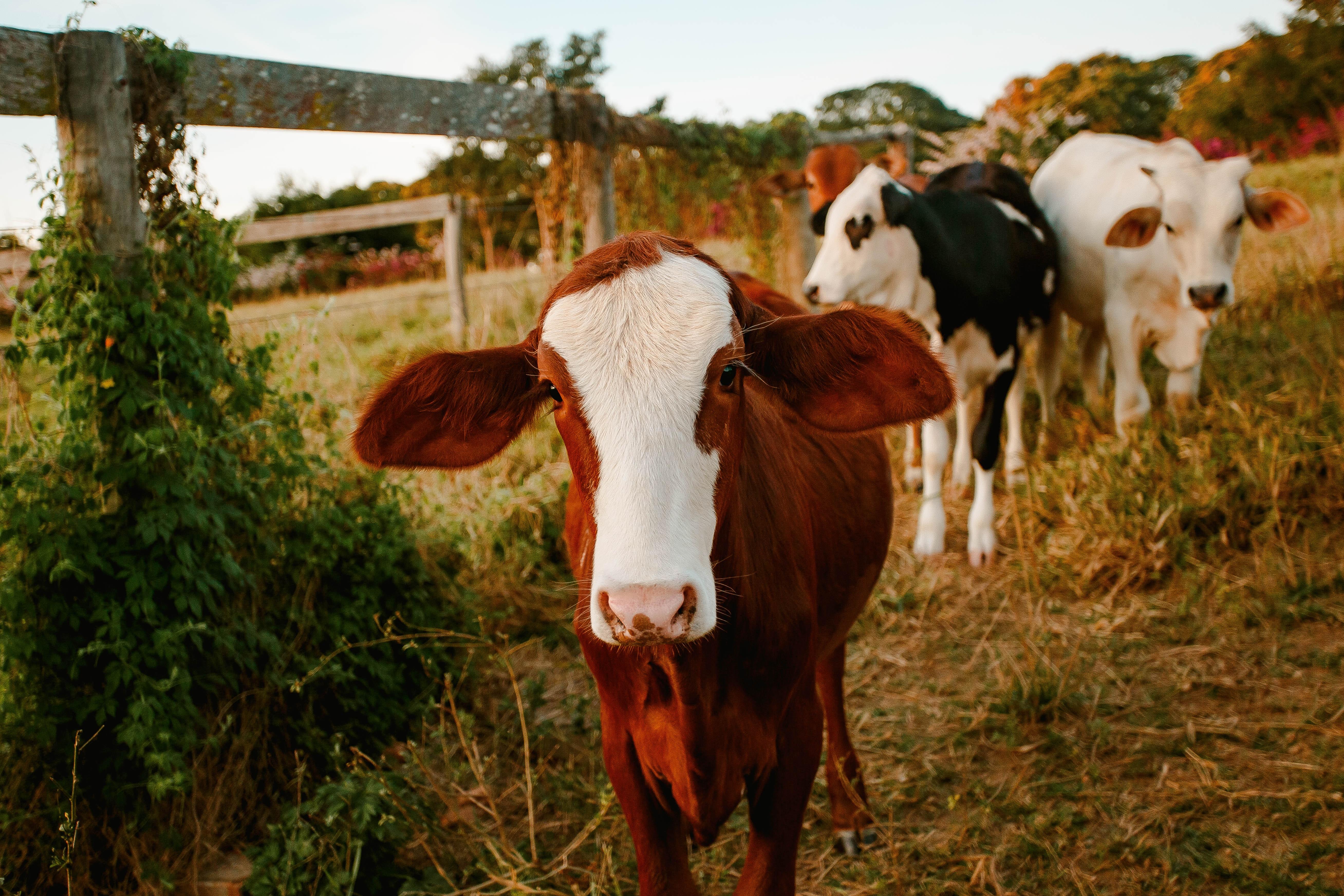 What is the symbiotic relationship between a sheep and cow? 