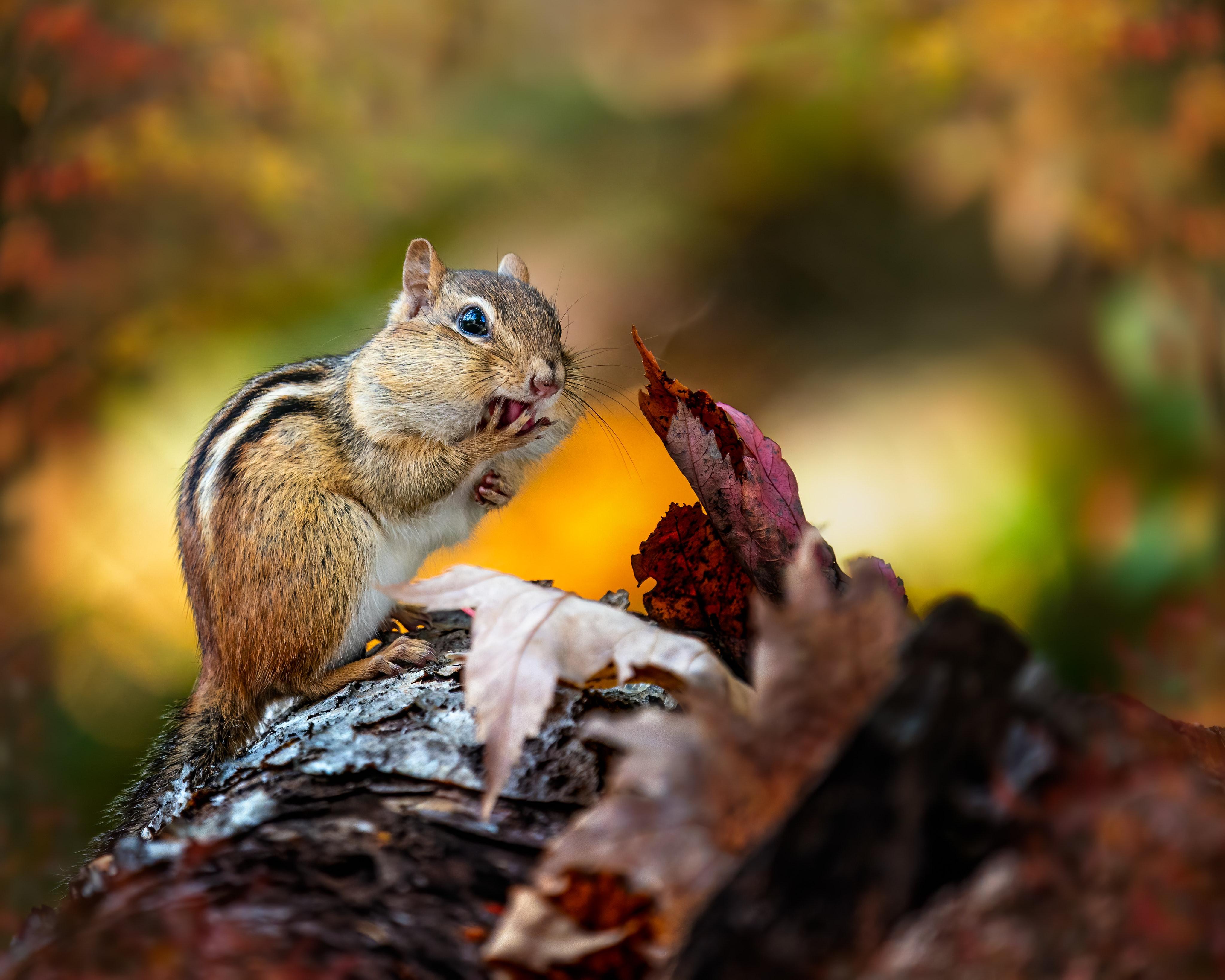 What animals eat hickory nuts? 