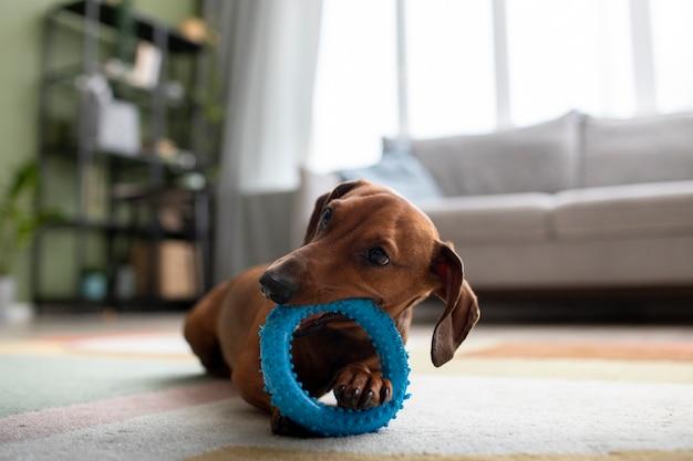 Can 2 week old puppies poop on their own? 