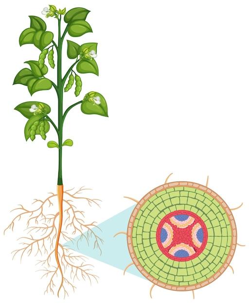 Can a plant cell survive without a mitochondria? 