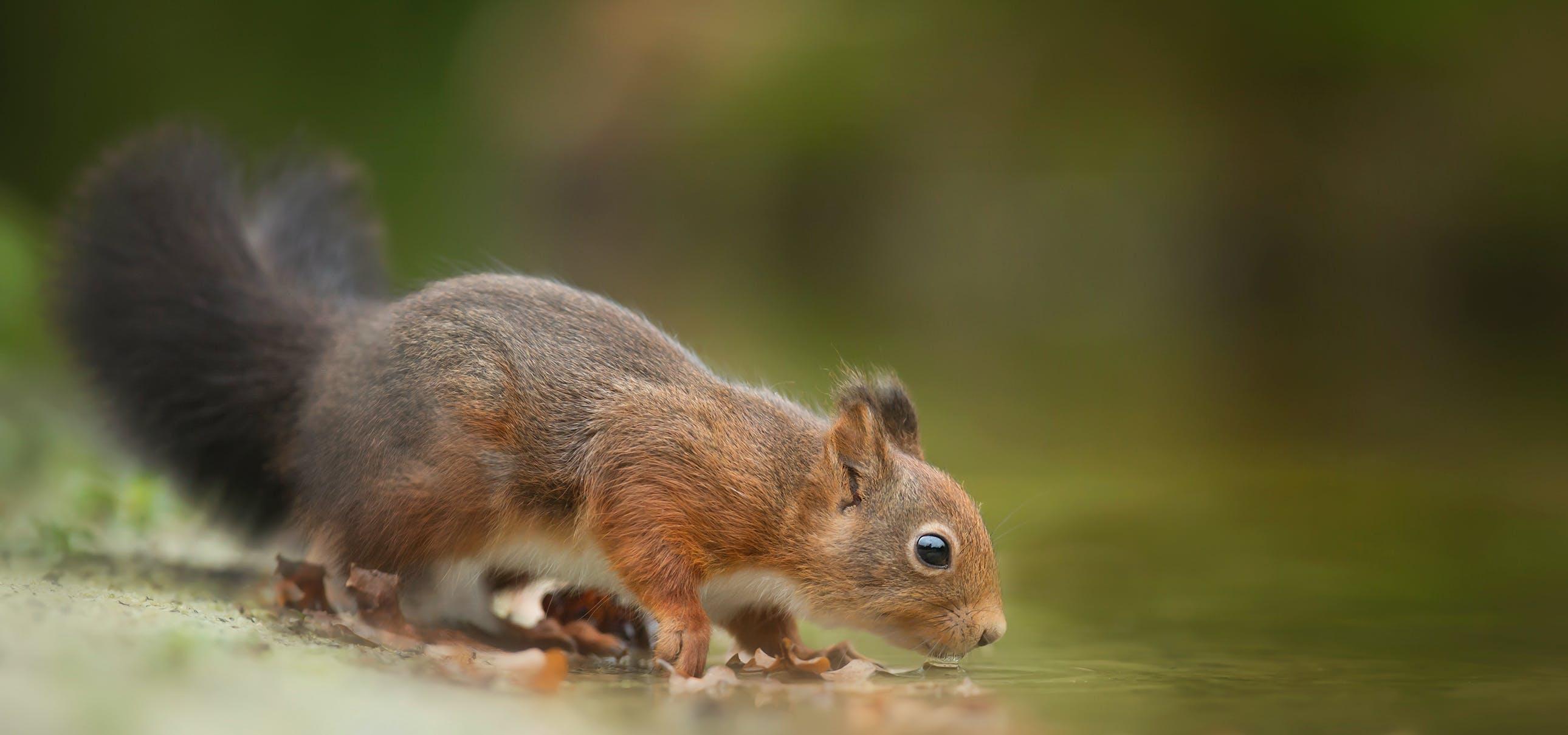 Can a rat and a squirrel mate? 