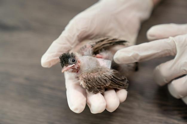 Can bird mites live in human hair? 