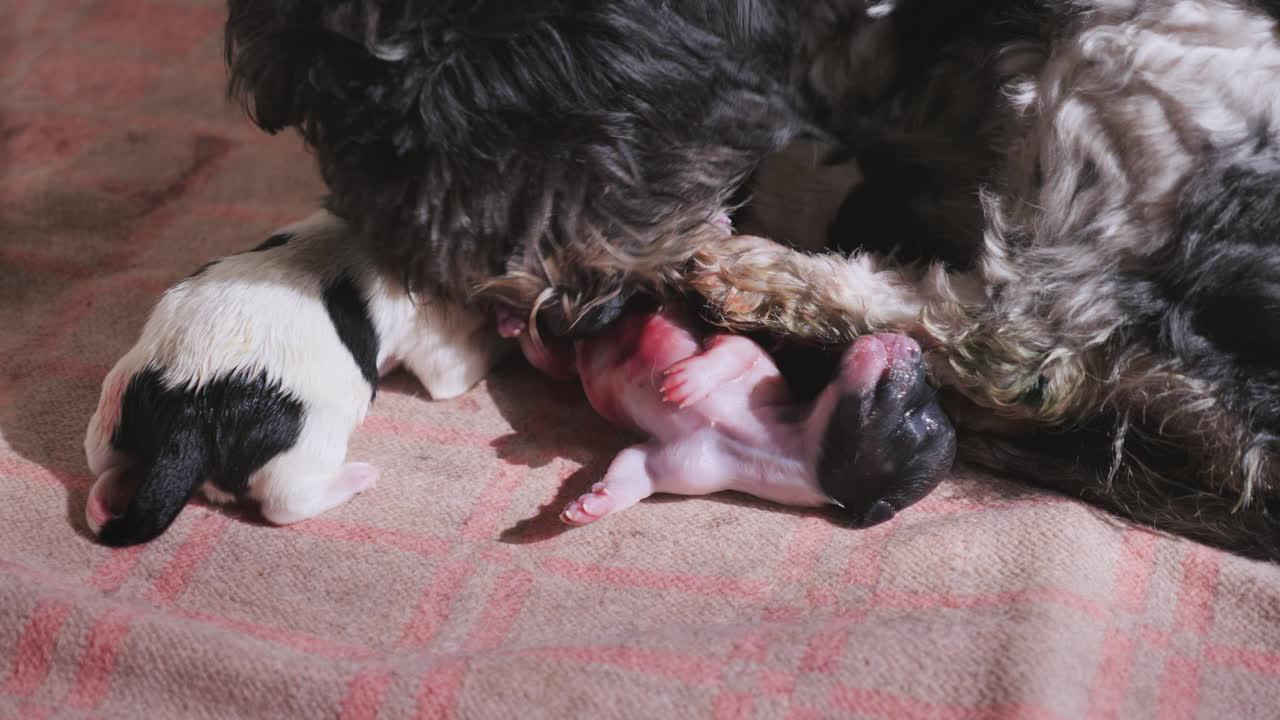 Can dogs die from giving birth? 