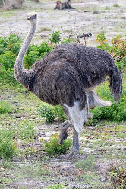 Do Emus eat meat? 