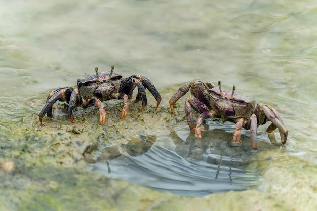 Can Fiddler crabs live outside of water? 
